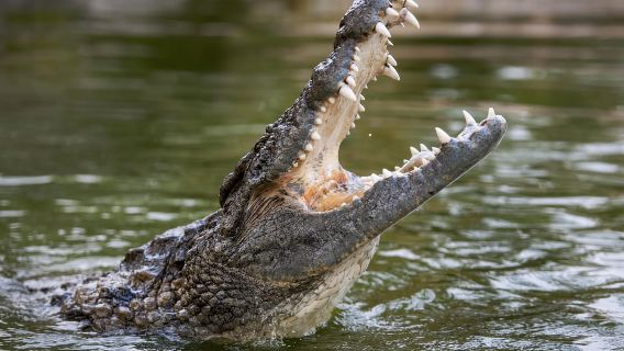 Eintrittskarte für den Dubai Crocodile Park