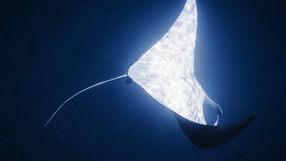 Shanghai: The Marine Wonders at Shanghai Ocean Aquarium