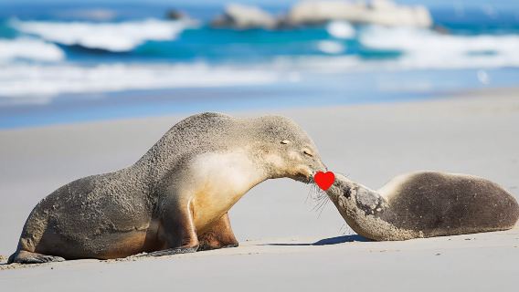 Kangaroo Island + Seal Bay Conservation Park + Flinders Chase National Park Chinese 1-day tour