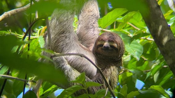 Geführte Wanderung durch den Manuel-Antonio-Dschungel mit optischer Ausrüstung.