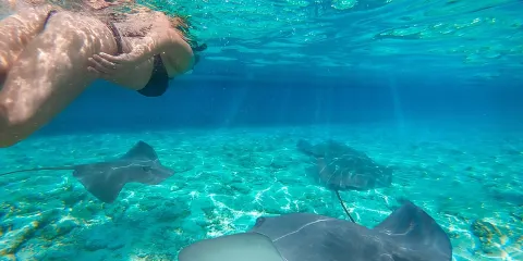 專享早鳥科莫多之旅:乘快艇避開人潮