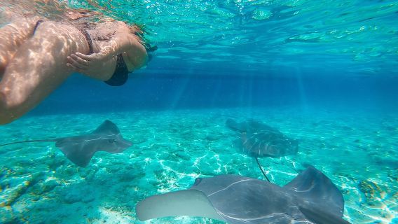 Exclusive Early Bird Komodo Tour: Beat the Crowds by Speed Boat