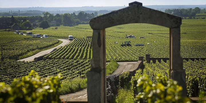Burgundy Grand Cru Wine Tour