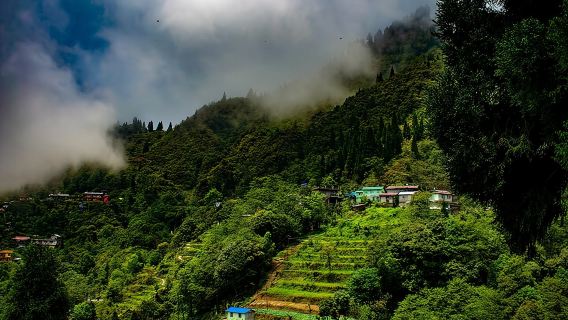 Tiger Hill Darjeeling Nature Walk (3 Hours Guided Trekking Experience)