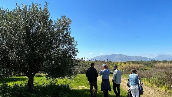 Balestrate Olive Grove Tour: Wine and Olive Oil Tasting