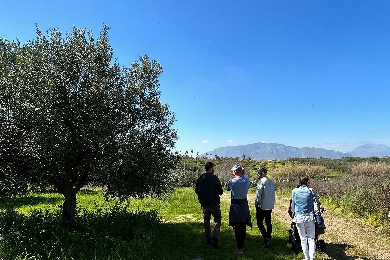 Balestrate Olive Grove Tour: Wine and Olive Oil Tasting 