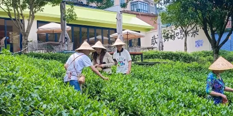 Eatwith共饗時刻-杭州-茶鄉採茶輕徒步,探索富氧水庫的奧秘所在
