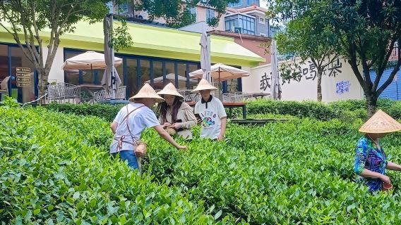 Eatwith-Hangzhou-Tea Country Hiking & Tea Picking – Discover the Secrets of the Oxygen-Rich Reservoir