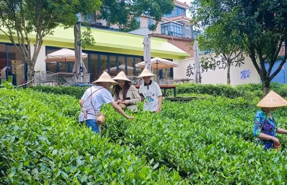 Eatwith共饗時刻-杭州-茶鄉採茶輕徒步，探索富氧水庫的奧秘所在