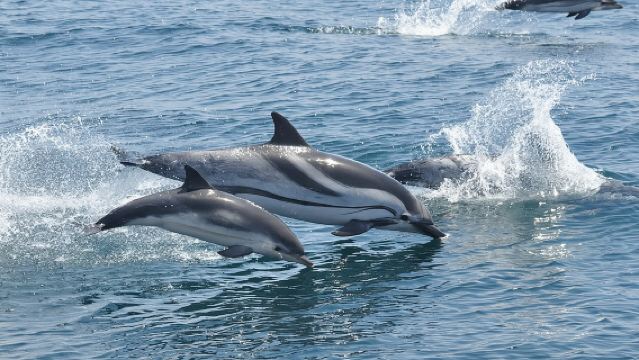 ทัวร์ชมโลมาในยิบรอลตาร์