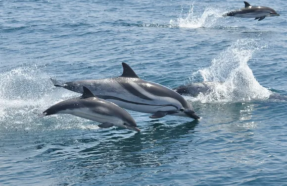 直布羅陀海豚觀賞之旅