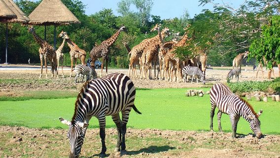 曼谷野生動物園+曼谷巧克力村一日遊【小團/動物園含餐/專車】