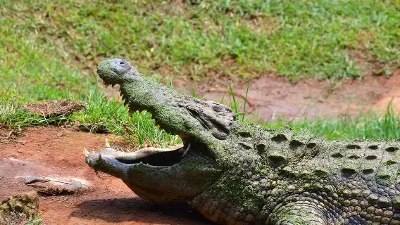 ทัวร์ซาฟารีและหมู่บ้าน PheZulu หนึ่งวันจากเดอร์บัน