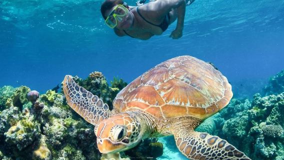 Excursión de un día en inglés a la Gran Barrera de Coral en Cairns, Australia