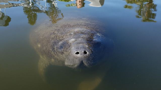 Mangrove Tunnels, Dolphins, Manatee Tour #1 Rated in Cocoa Beach
