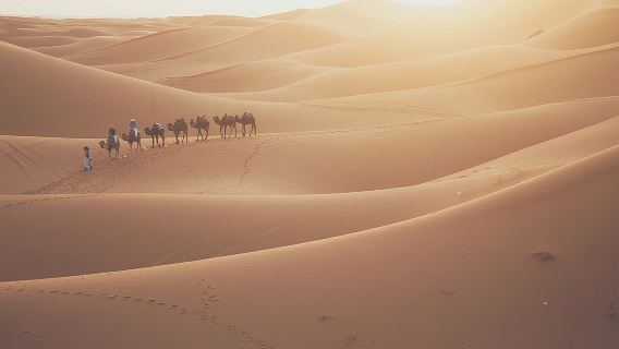 Doha Sunrise Desert Safari Tour| Dune Bashing| Inland Sea visit| Camel Riding