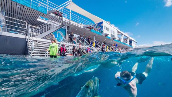 Cairnsin Reef Magic -loistelautta Suurella koralliriutalla päiväretki pikainen helikopterisiirto