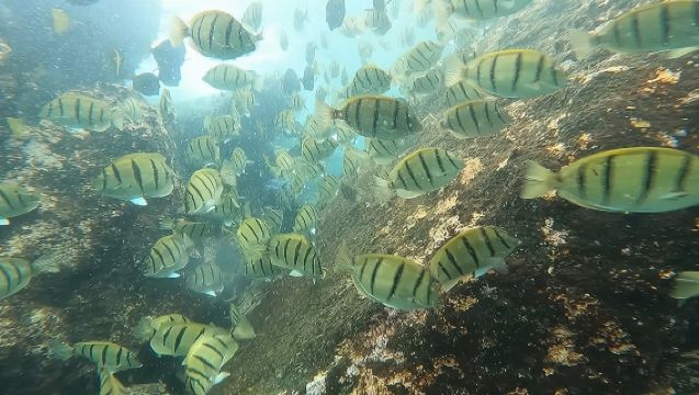 Snorkel Privately in Cabo San Lucas 