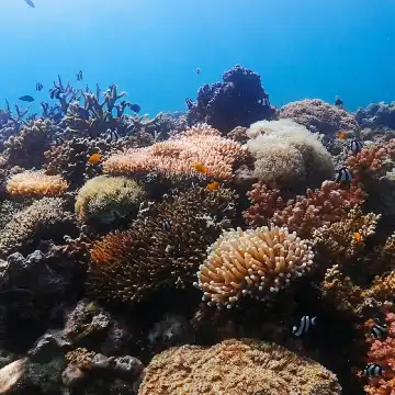 フィリピン・コロン島アイランドホッピング＆沈船ツアー｜パス島＋