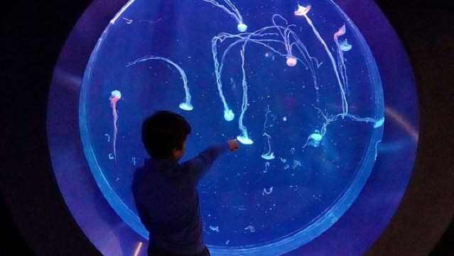 プラハ:ジェリーフィッシュの世界入場チケット(ドリンク付き)