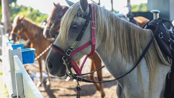 Dalla Carolina: equitazione in un ranch privato
