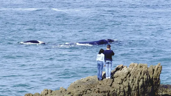 Từ Cape Town: Tour ngắm cá voi Hermanus trọn ngày