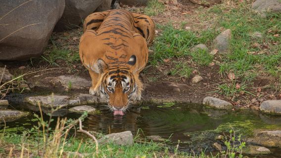 Тур по дикой природе Тадобы
