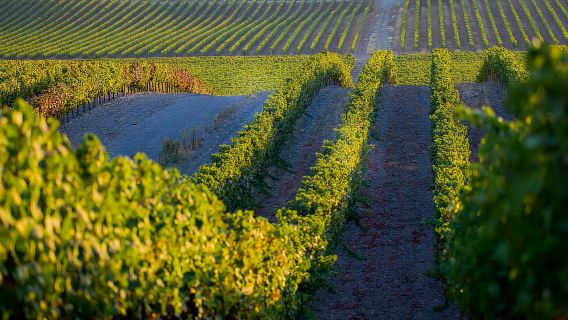 Safari di 2 ore a Cork in una Land Rover classica