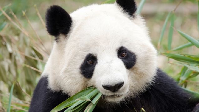 [Panda Adventure] Chengdu, Sichuan 1-Day Tour with Private Driver