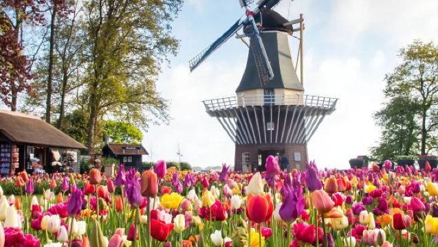 Belanda: Haarlem + Taman Bunga Keukenhof [Tour Kumpulan Kecil 3-8 Orang | Pemandu Profesional Berbahasa Cina]