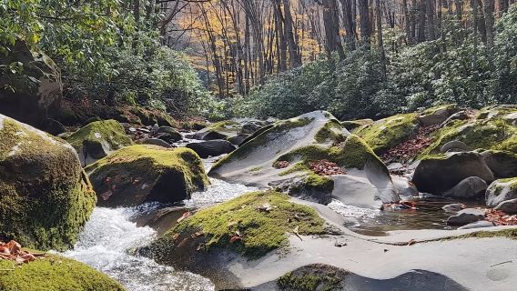 美國亞特蘭大-大煙山國家公園-霧境仙境之旅【中文包車自由行】