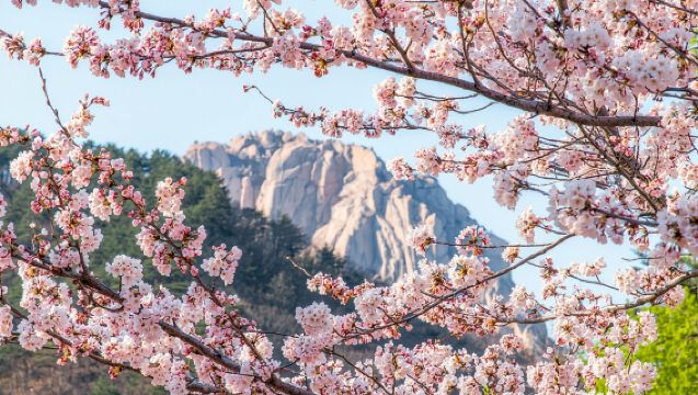 Mount Seorak and Naksansa Temple One Day Tour from Seoul