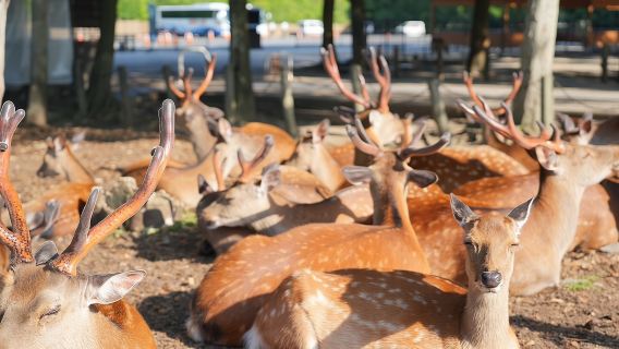 Nara Early Morning Tour (Kyoto or Osaka Departure Available)