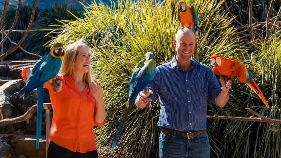 Tiket Pengalaman Aviarium Burung Maleny Botanic Gardens