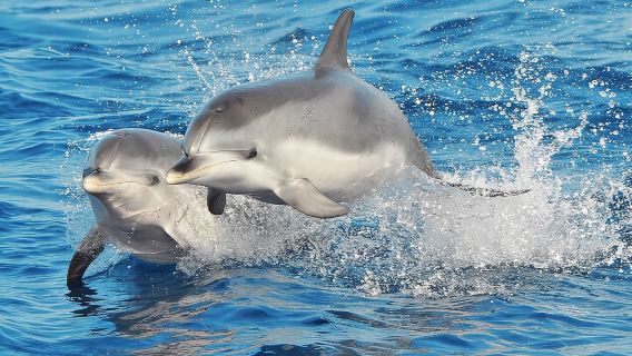 Morro Jable: 2 Hours Magic Dolphin & Whale watching with Drinks & Swim Stop.