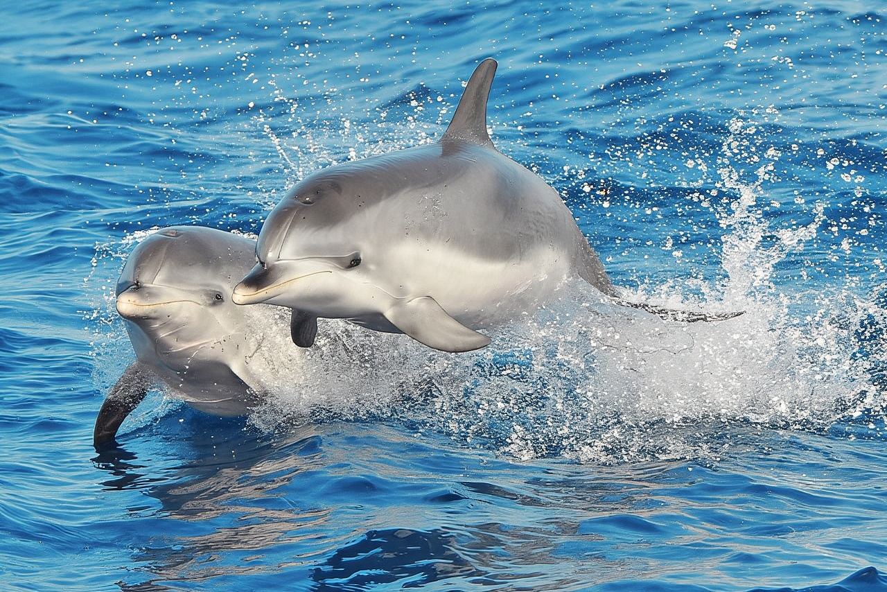 Morro Jable: 2 Stunden magische Delfin- und Walbeobachtung mit Getränken und Badestopp.