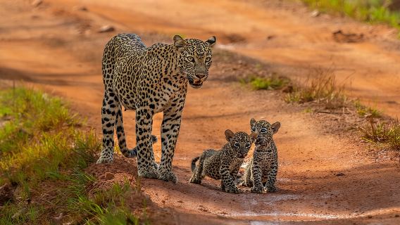 Yala National Park Safari Tours - Half Day & Full Day