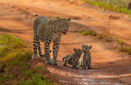 亞拉國家公園（Yala National Park）野生動物觀賞團 - 半日及全日