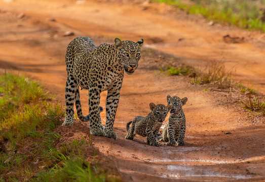 Yala National Park Safari Tours - Half Day & Full Day Yala National Park Safari Tours - Half Day & Full Day