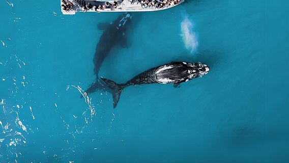 Сафари «Морская Большая Пятёрка»: Самостоятельное вождение