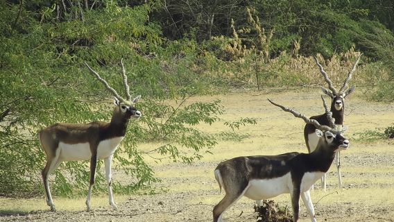 Private Tour: Village Safari Half-Day Tour In Jodhpur