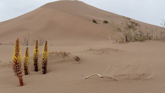 Altyn Emel. Menyanyi bukit pasir. lawatan sehari