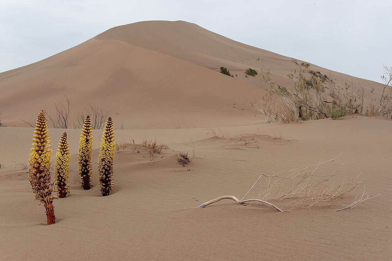 Altyn Emel. Duna cantante. tour giornaliero