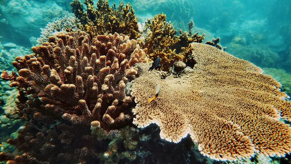 Nha Trang Snorkeling Tour-Vuongland Travel