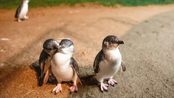 Tour tham quan đảo Phillip Boutique Wine, Dine & Penguins từ Melbourne