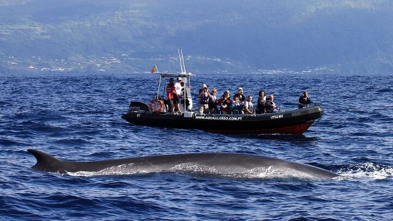 Whale and Dolphin Watching in Pico Island - Half Day