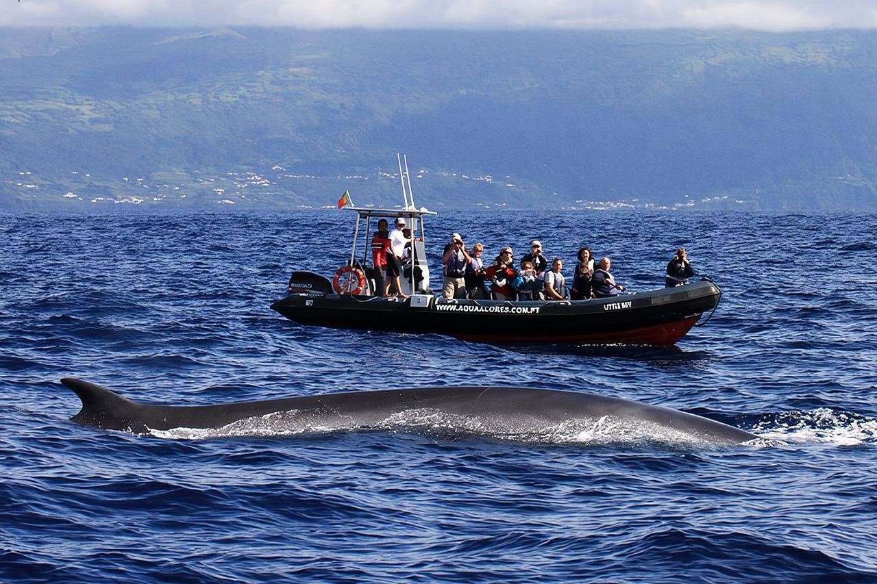 Observation des baleines et des dauphins à Pico Island - Demi-journée