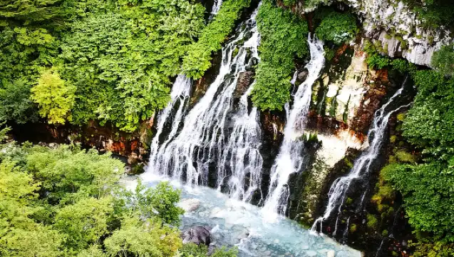 【駕駛】旭山動物園、青池、白須瀑布、寧格爾露台（從札幌出發）