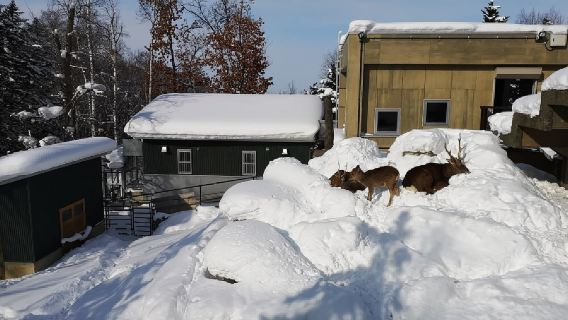 日本北海道旭川+旭山動物園+青池一日遊/行程可調-可定制多日