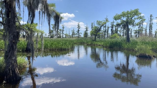 ทัวร์ล่องเรือแอร์โบตในหนองน้ำแบบกลุ่มเล็กที่นิวออร์ลีนส์